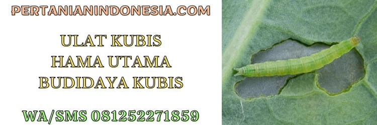 ulat,kubis,hama,tanaman,tanaman kubis